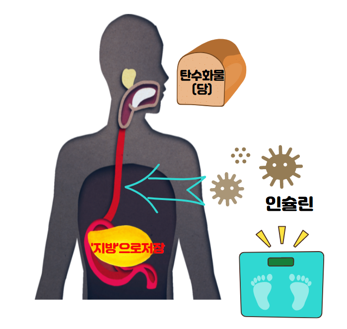  다이어트에 최악!!!이것만은 피하자!! '탄탄탄'!!