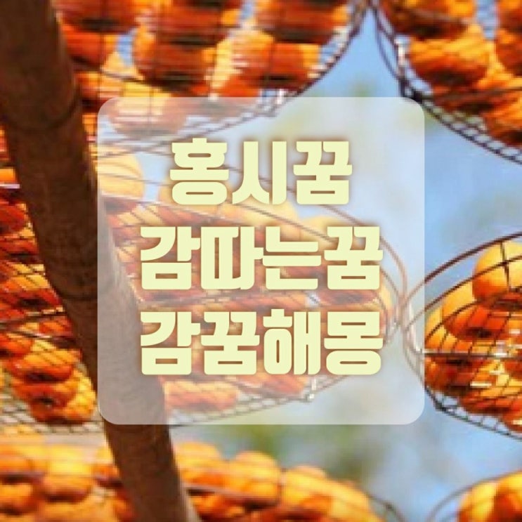  홍시꿈 감따는 꿈 곶감꿈 다양한 감꿈 풀이해드려요