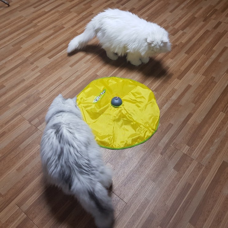  고양이 놀이 회전 장난감 구입해본 후기