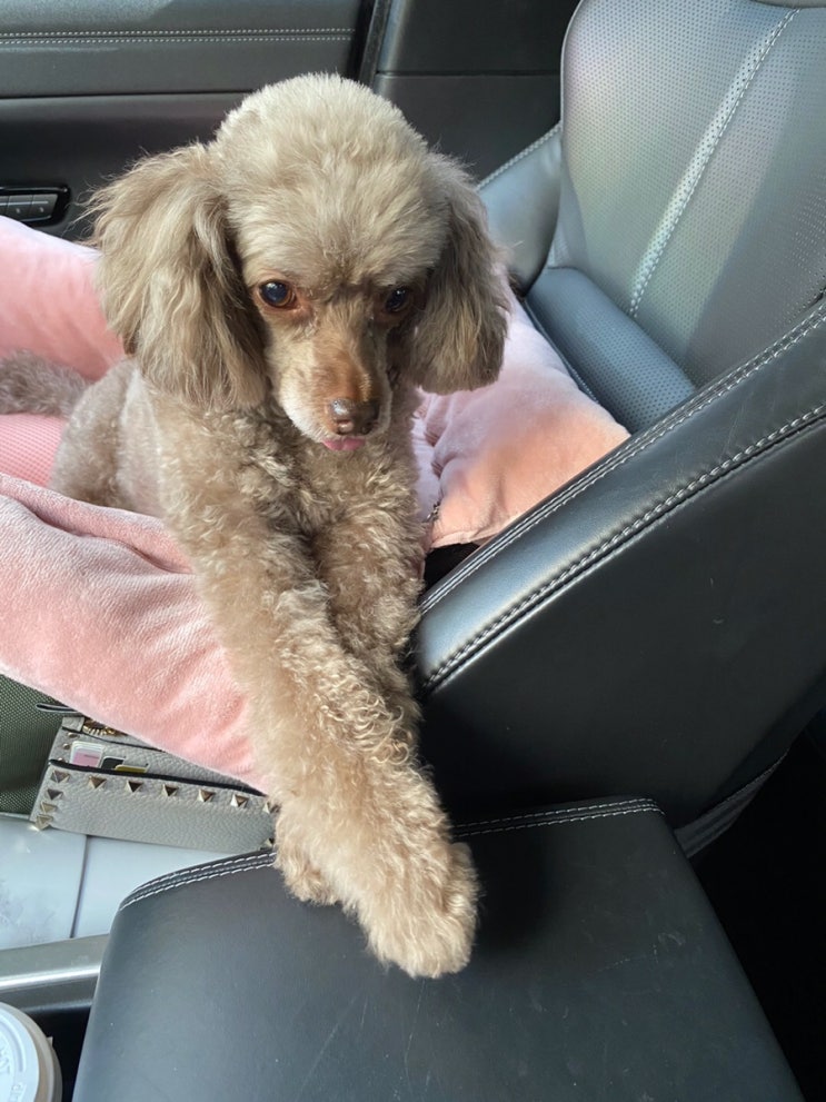  차안에서 *긴 다리 뽐내기*
