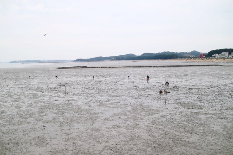  경기도 궁평항 차박 차크닉 위치/수산시장