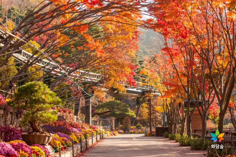Autumn maple path at Hwadam Forest in South Korea