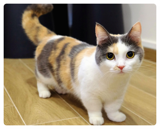 먼치킨 고양이 (특징, 성격, 집사와의 궁합) 알아보기