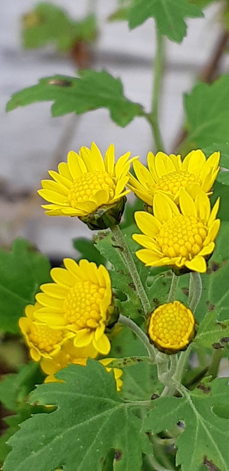 산국의 효능,산국꽃 (꽃차용)판매