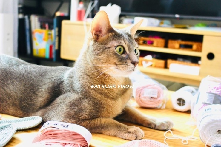  [일간후추] 아비시니안 후추의 집사방해일지