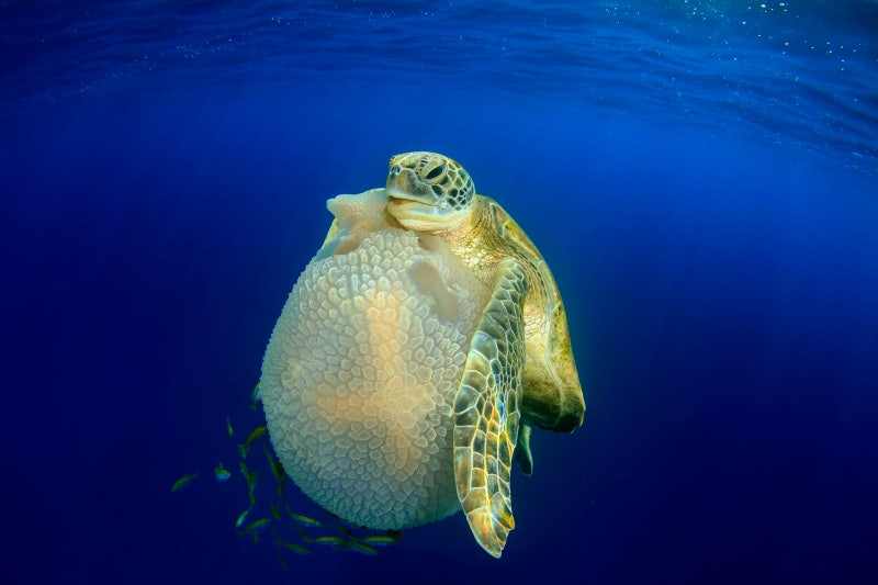 [멸종위기 동물] 푸른바다거북, 바다거북 (Green sea turtle) : 네이버 블로그