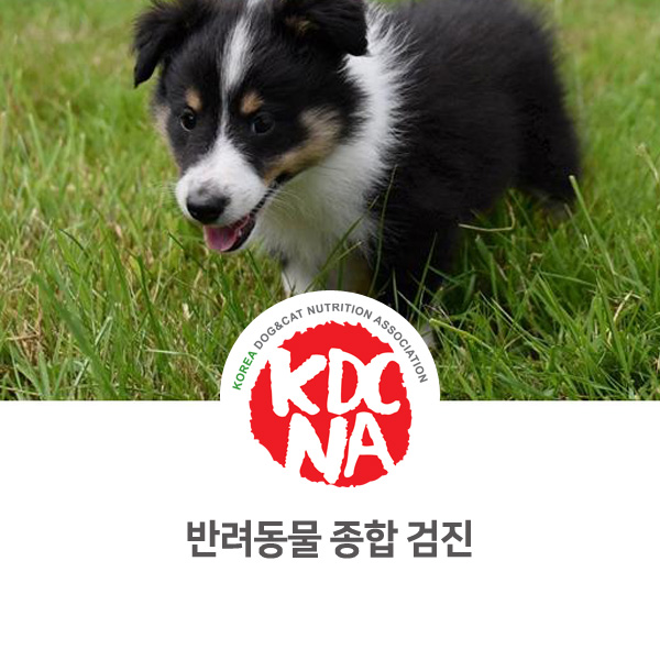  [광주 목포 광양 펫푸드 자격증] 강아지 고양이 건강검진을 알아봐요_642