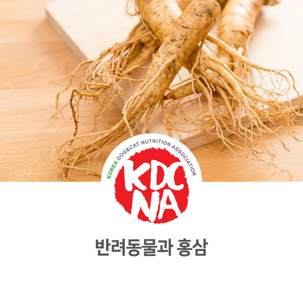  [강아지 고양이 펫푸드 자격증] 반려동물과 한약, 홍삼 먹어도 될까요?_632