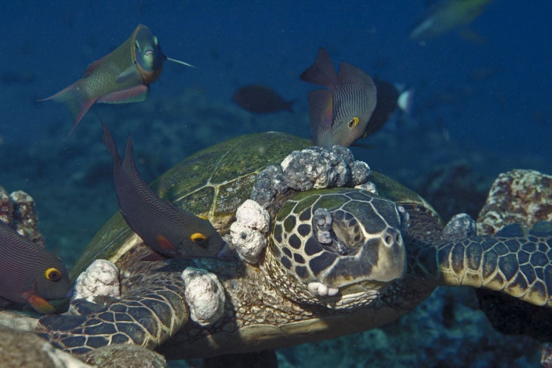 [멸종위기 동물] 푸른바다거북, 바다거북 (Green sea turtle) : 네이버 블로그