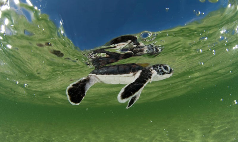 [멸종위기 동물] 푸른바다거북, 바다거북 (Green sea turtle) : 네이버 블로그