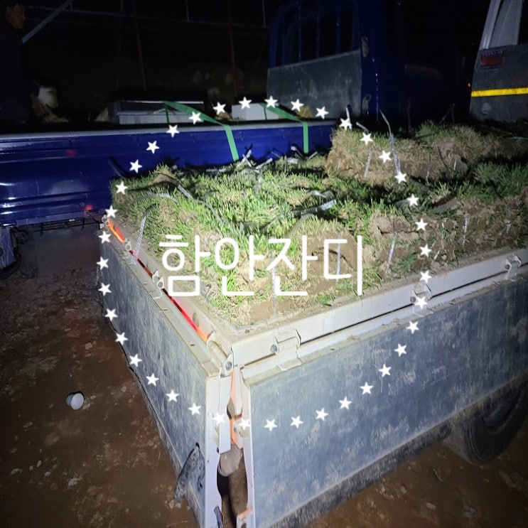 어둠 속 함안 잔디 배송해 드렸어요