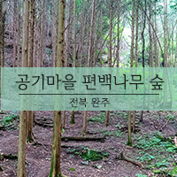  공기마을 편백나무 숲 트레킹, 명상하기 좋은 곳
