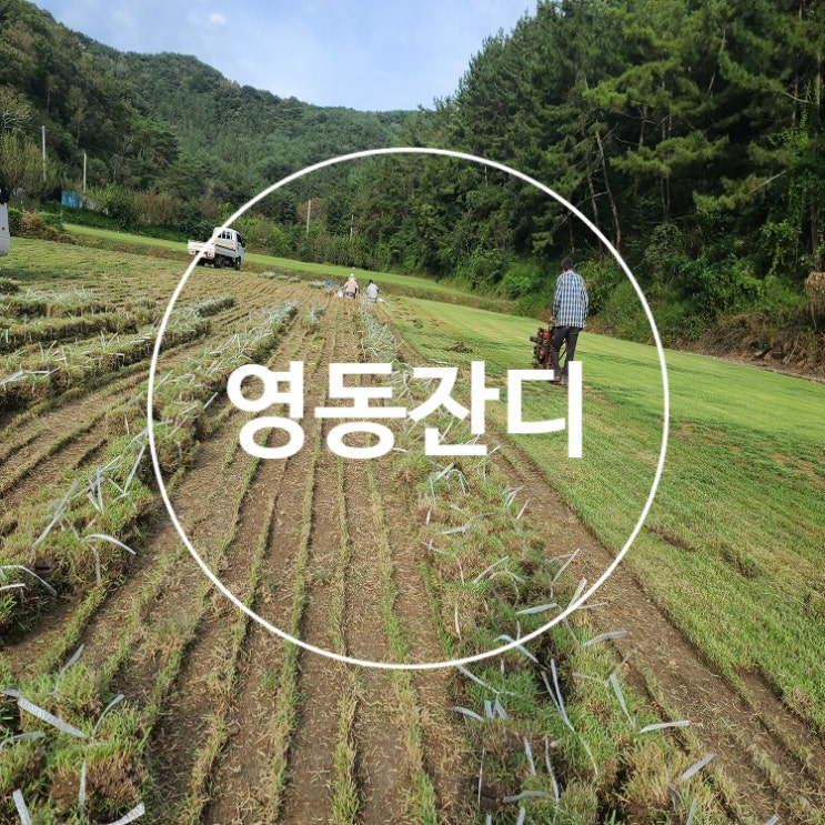  청정한 자연환경 영동 잔디 배송했어요