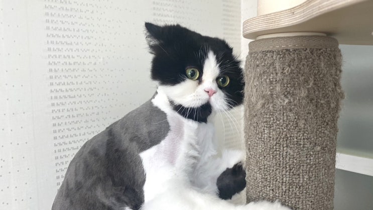  고양이 셀프미용 후추 투블럭컷, 얌전한고양이 후추;)