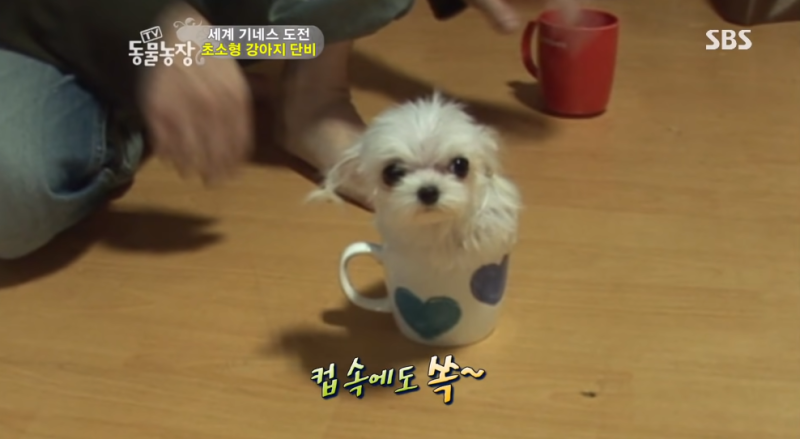 광교동물병원 엄마동물병원 초소형견 마루티푸 중성화수술비용과 유치발치후기(주차팁)