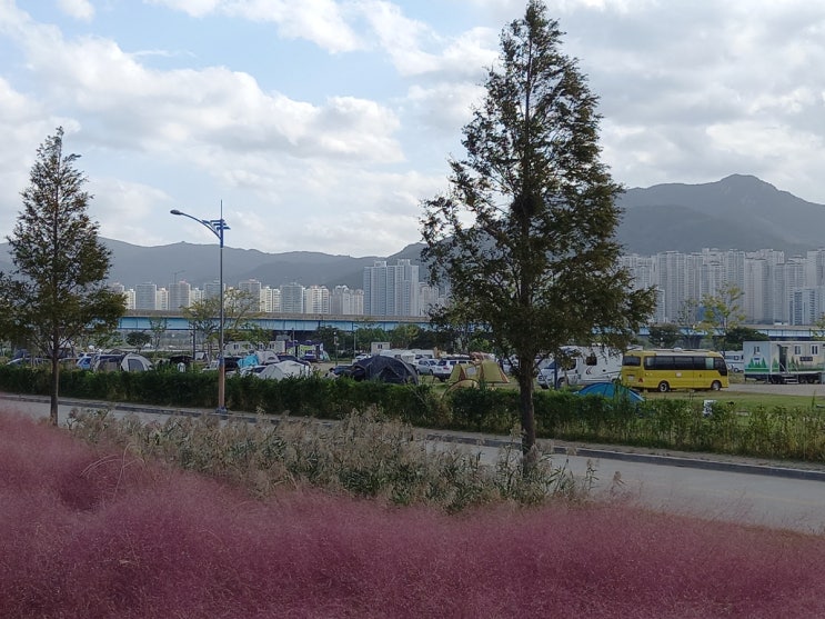  부산 근교 아이들과 가기 좋은 곳  갈대와 핑크뮬리가 있는 대저캠핑장