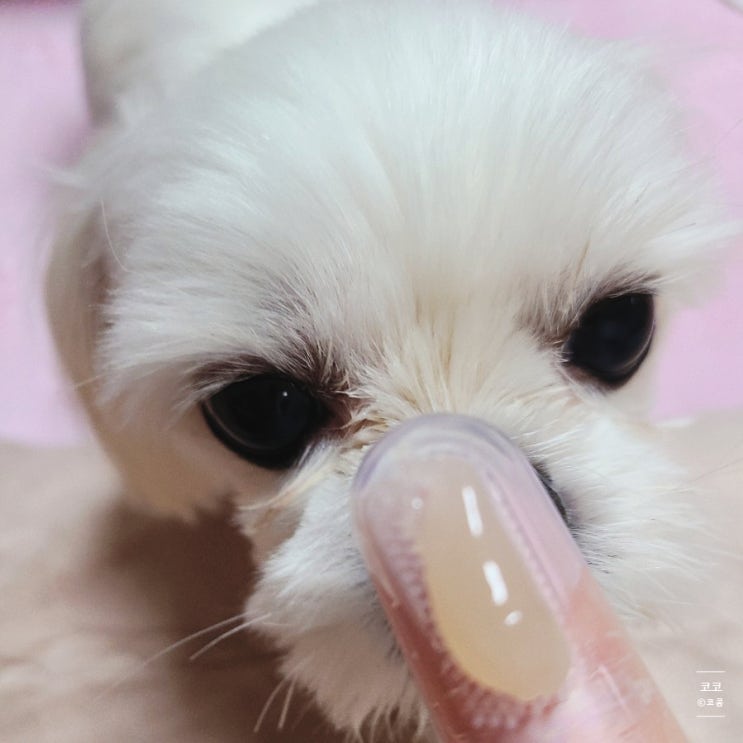  [내 돈 내산] 손가락 칫솔로 코코 이빨 닦기!