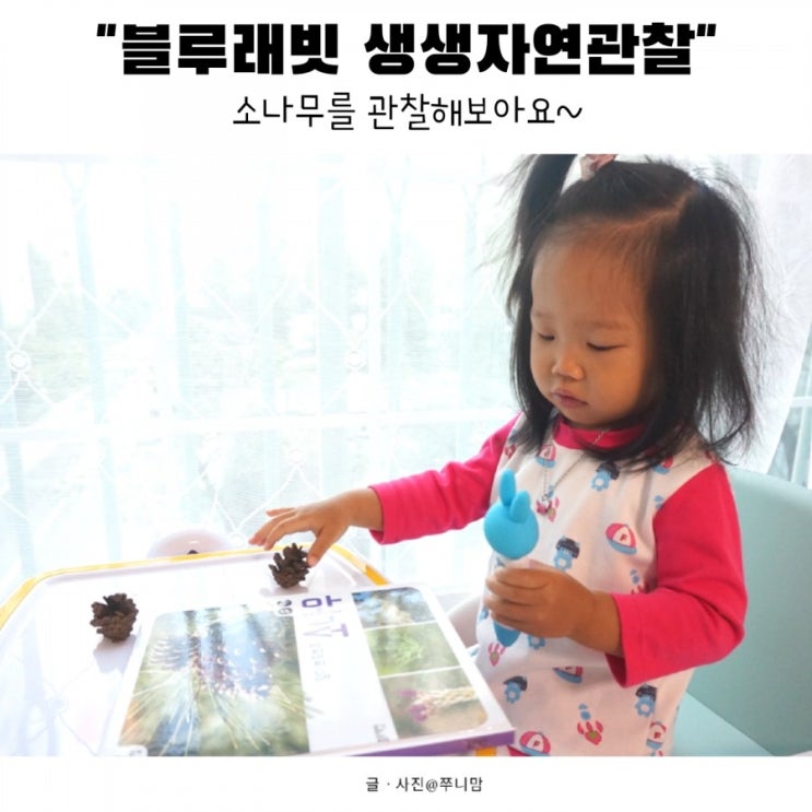  [블루래빗 자연관찰] 솔방울 주우며 소나무를 관찰해요.