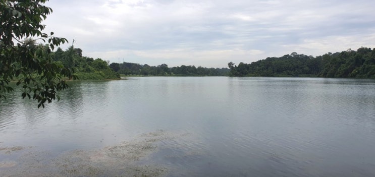  싱가포르 여행지 MacRitchie Reservoir Park(맥리치 저수지) 트래킹, 조깅, 산책 코스 Tree Top Walk (트리탑워크) 가기