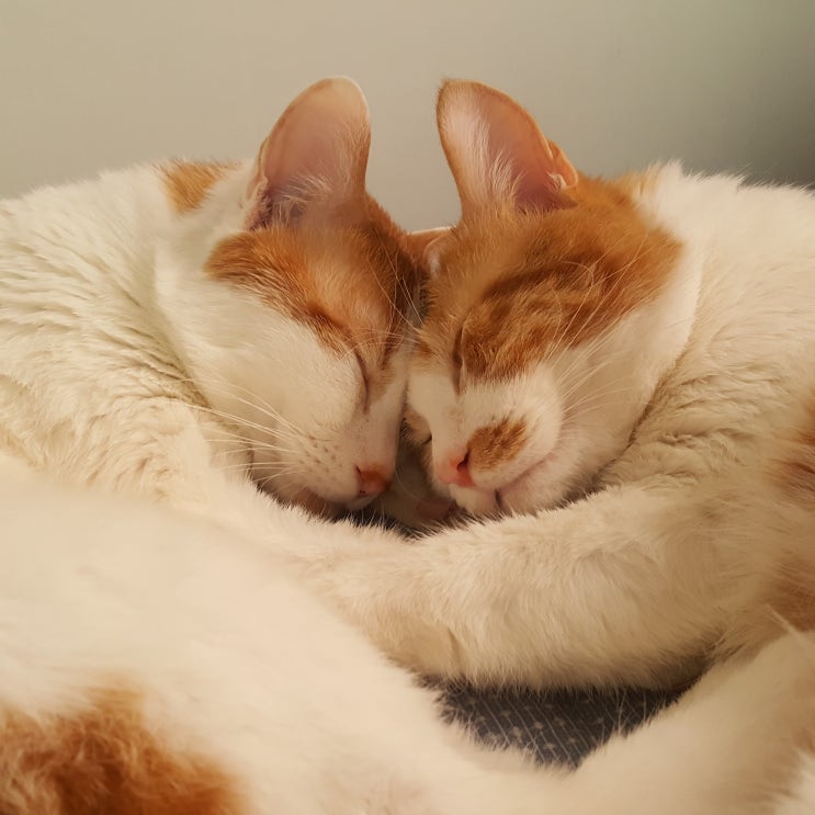  흰고양이 꿈 해몽 쉽게 알아볼까요?
