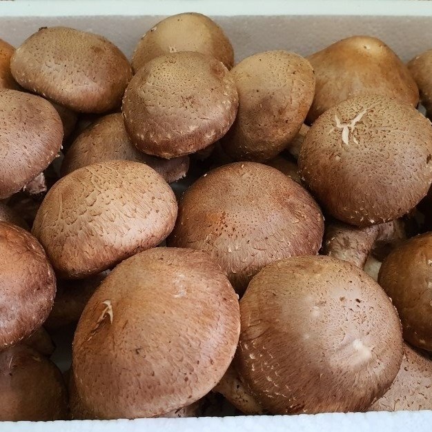 상록월드 농산물 표고버섯 200g 1Kg 2Kg, 1box