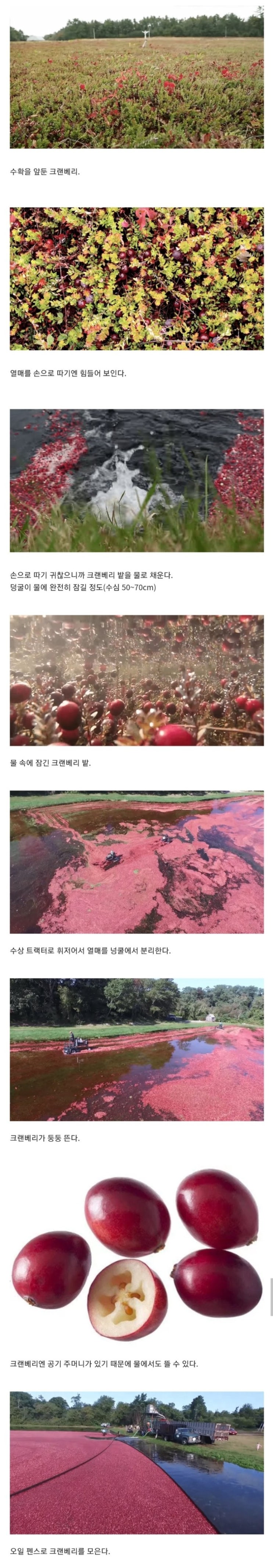  천조국 크렌베리 농장의 수확방법