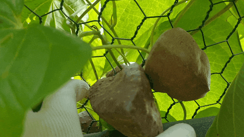  하늘마( 우주마 / 열매마) 특징, 재배 방법, 효능