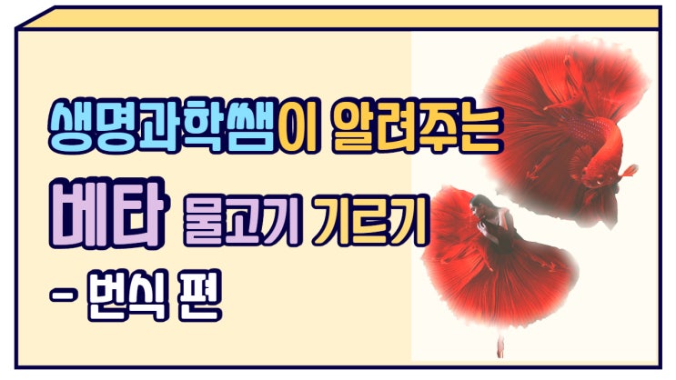  생명과학쌤이 알려주는 베타 물고기 기르기-번식 편 (신기한 특징)
