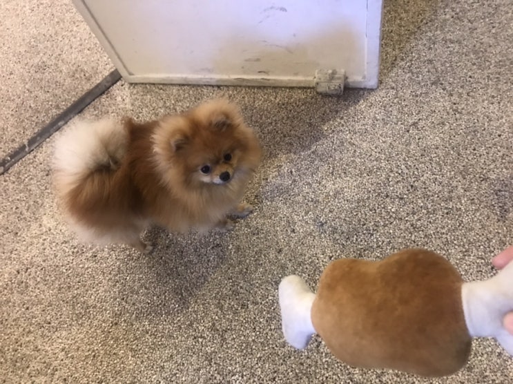  한남동 커피, 첫 장사 까페 강아지