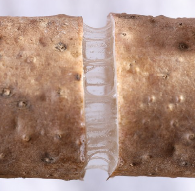 마 종류와 마즙효능 마사토 안동마 : 네이버 블로그