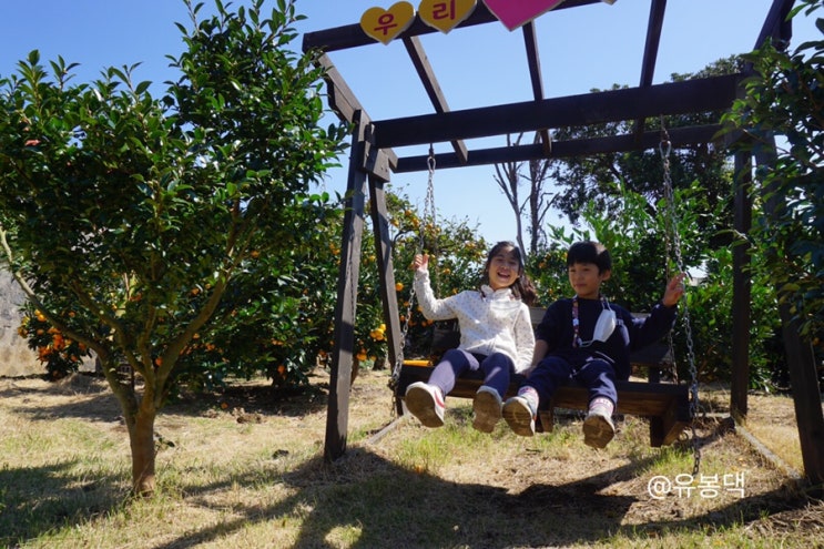  제주도 감귤 따기 체험 추천, 봉봉감귤체험농장
