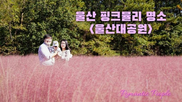 울산 핑크뮬리 명소<울산대공원> 울산 핑크뮬리 명소<울산대공원>