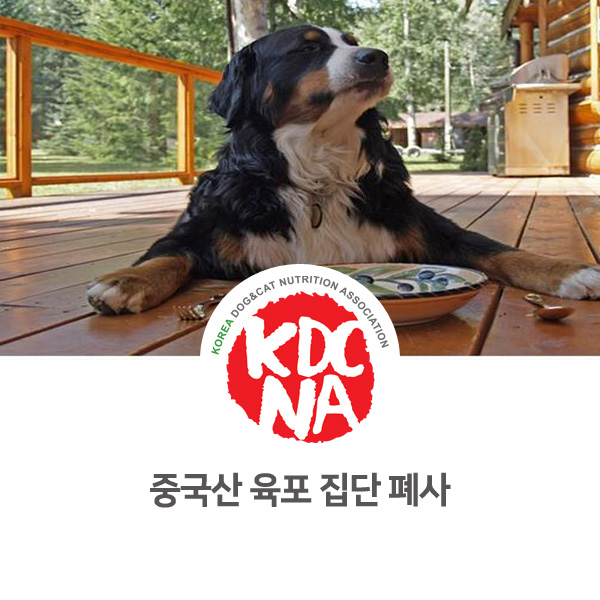  [강아지 고양이 수제간식] 중국산 애견육포 1140마리 폐사_647