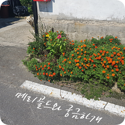  올여름 만났던 꽃#1 메리골드와 호기심 많은 강아지