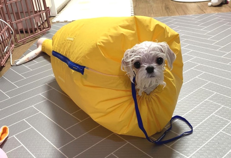  페스룸 드라이 자켓 (PETHROOM DRY JACKET) 말티즈 댕댕이 사용 리뷰        ;) 신기방기 마법의 자켓