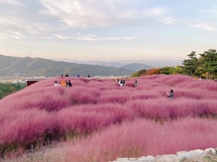  가산수피아 - 핑크뮬리c