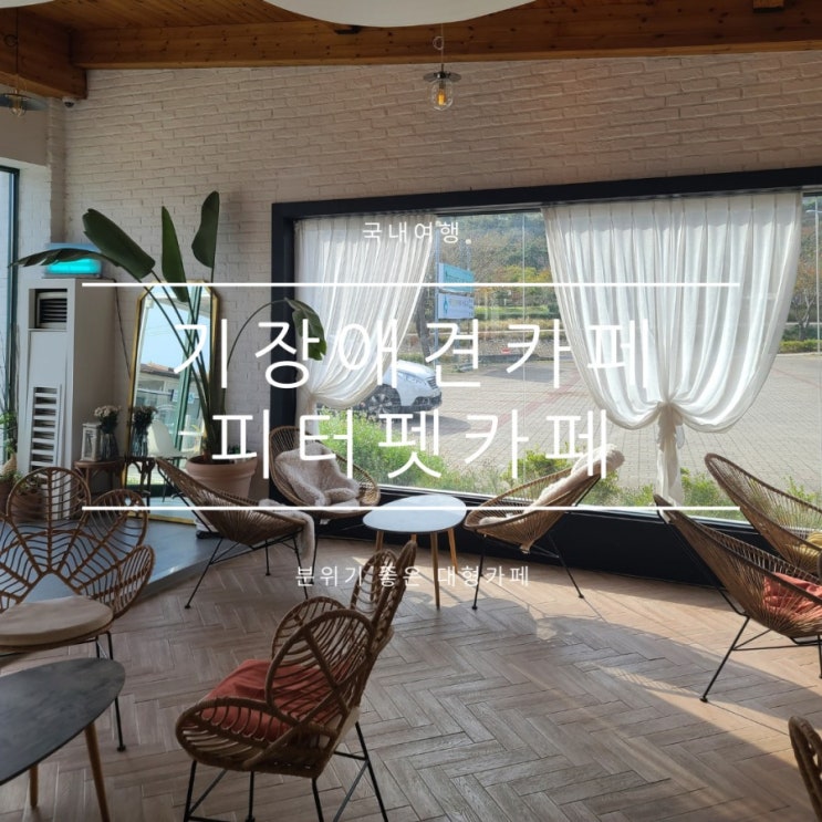기장애견운동장 카페까지 완벽한 피터펫,애견훈련아카데미 기장애견운동장 카페까지 완벽한 피터펫,애견훈련아카데미