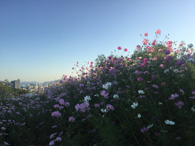 동네 산책
