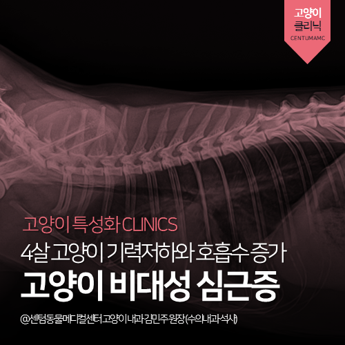  [고양이전문진료] 고양이 비대성 심근증 (과호흡, HCM, 부산 심장병 동물병원)