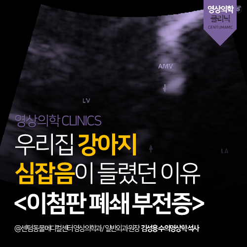  [심장전문진료] 강아지 이첨판 폐쇄부전증 (부산 노령견 심초 잘보는 동물병원)