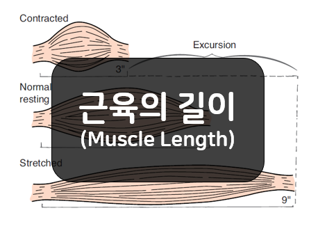  근육의 길이 - 정상적인 휴식길이(normal resting length), 진폭(excursion)!!