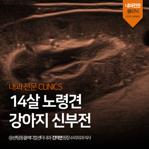 [노령내과] 강아지 신부전 (구토, 식욕부진, 체중감소, 탈수 ,요독증 부산 동물병원)