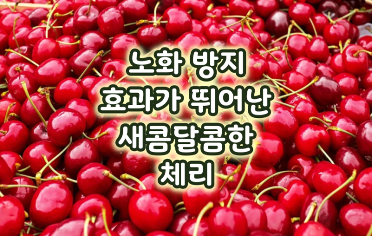  노화 방지 효과가 뛰어난 새콤달콤한 체리