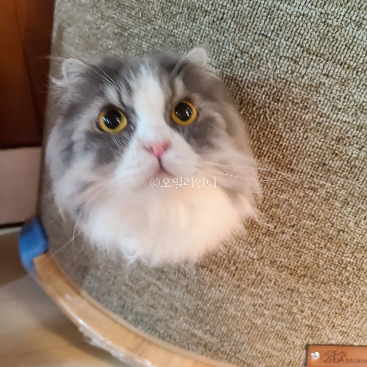  고양이 숨숨집 좁은공간에 미니캣타워로 추천해요