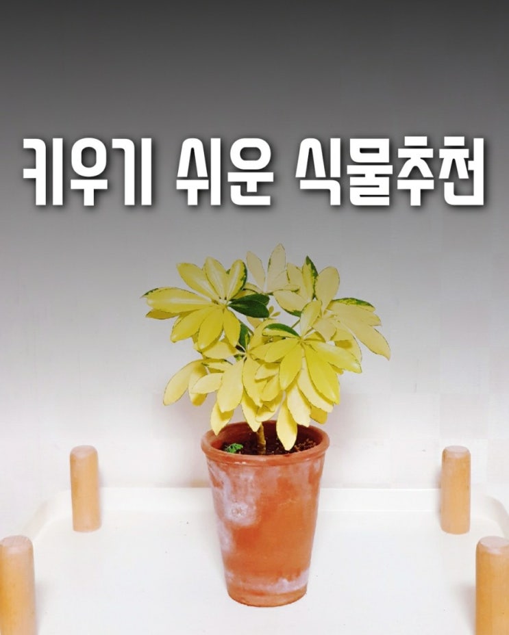  키우기 쉬운 식물 추천