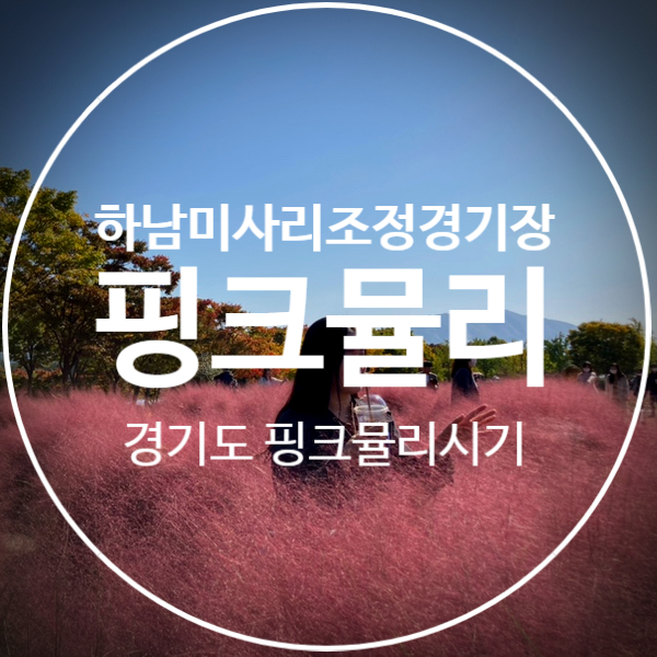 [경기도 하남 미사리조정경기장 핑크뮬리]서울 근교 핑크뮬리 명소 (시기 11월까지! 그리고 주차, 맛집정보)