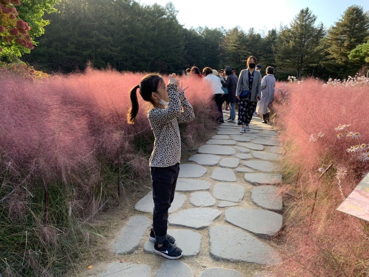  핑크뮬리와 단풍 가득한 아침고요수목원과 동물원. 아이와 주말에 경기도 가볼만한 곳
