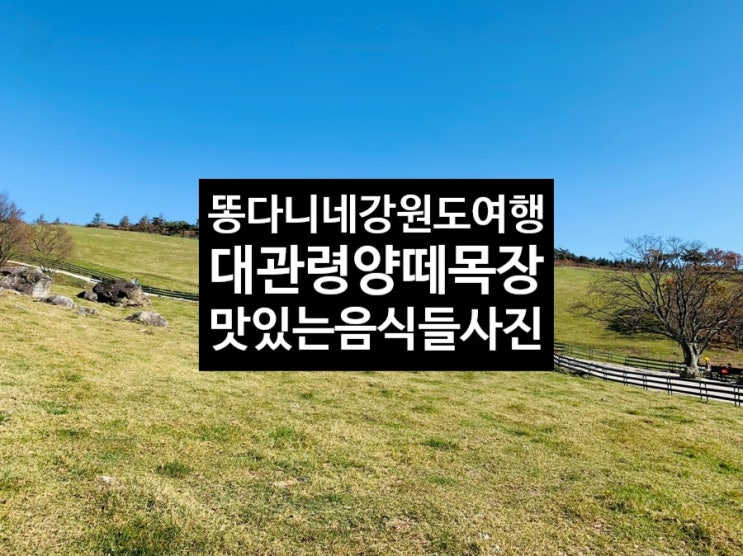  똥다니네 강원도여행 용평리조트 대관령양떼목장