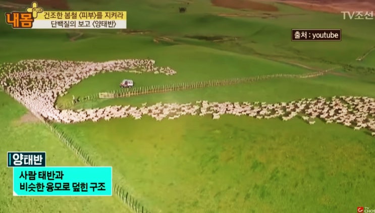  양태반 효능, 부작용 알고 먹자