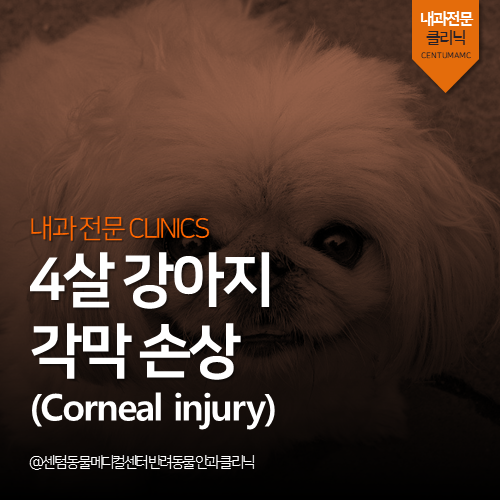 [안과] 강아지 각막 손상 (안구 통증, 눈물 과생성, 안구 떨림, 부산 동물병원)